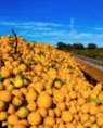 Florida Citrus